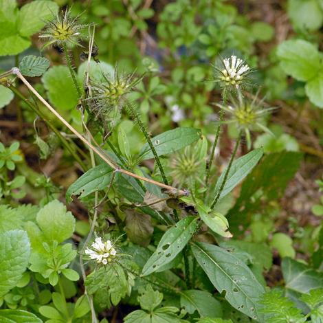 Dipsacus strigosus whole