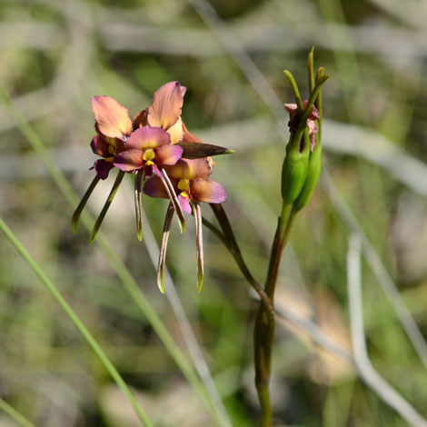 Diuris longifolia 