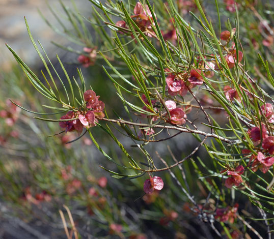 Dodonaea rigida whole