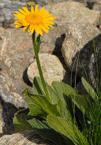 Doronicum clusii close