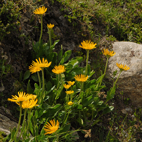 Doronicum clusii whole