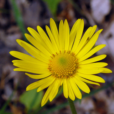 Doronicum columnae close