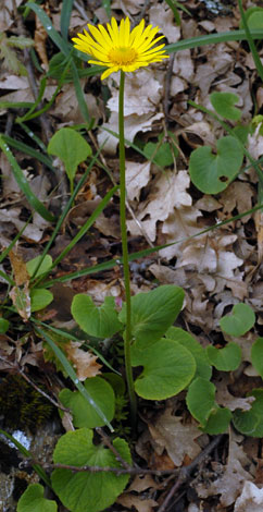 Doronicum columnae whole