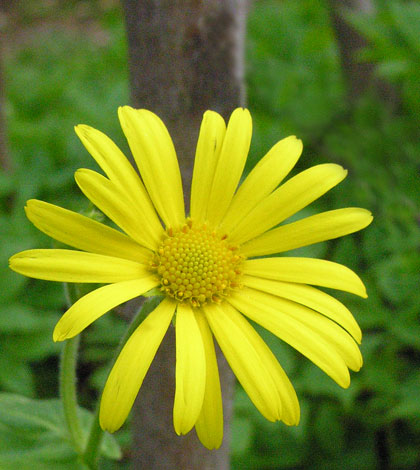 Doronicum pardalianches