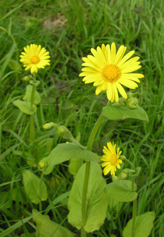 Doronicum pardalianches whole