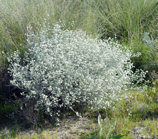 Dorycnium pentaphyllum whole