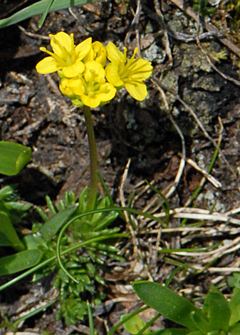 Draba aizoides close