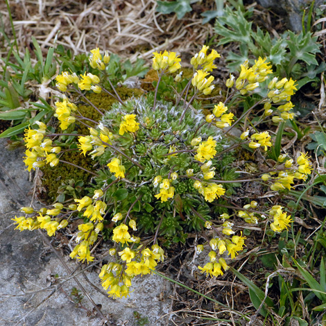 Draba aizoides whole