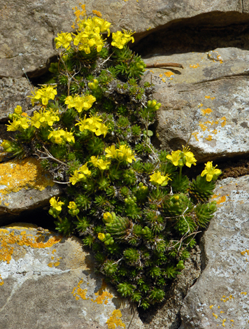 Draba aizoides close