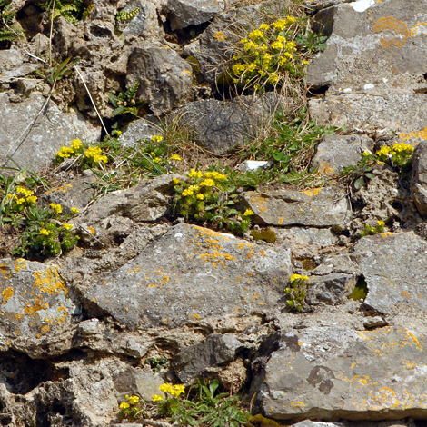 Draba aizoides whole