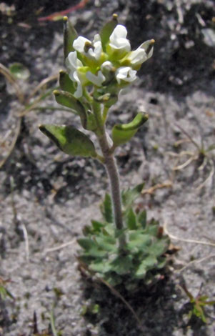 Draba incana flowers