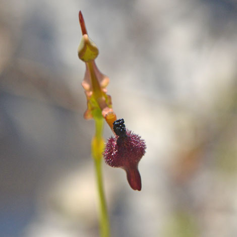 Drakaea glyptodon close