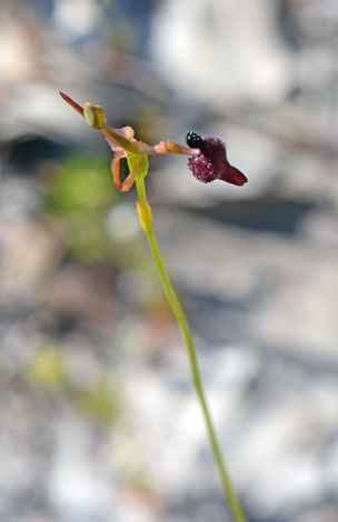 Drakaea glyptodon whole