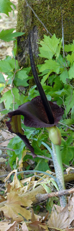 Dranunculus vulgaris