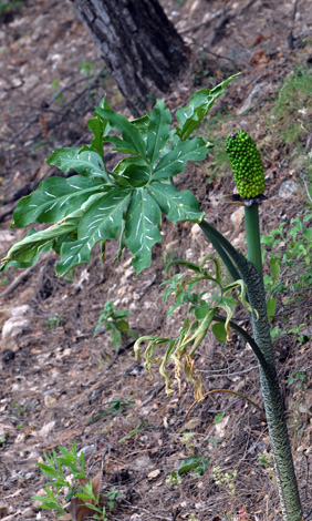 Dranunculus vulgaris fruit