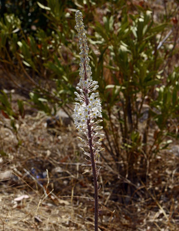 Drimea maritima close