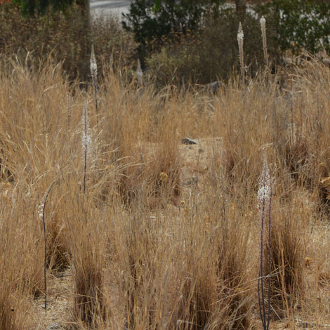 Drimea maritima whole