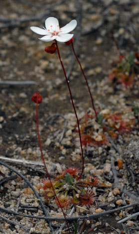 Drasear androsacea whole 1