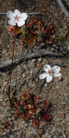 Drasear androsacea whole 2