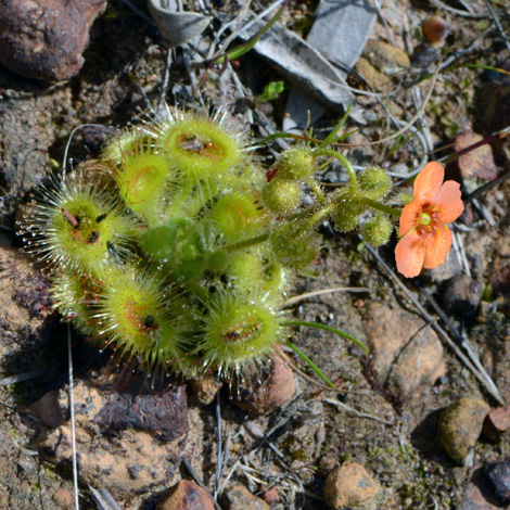 Drosera glanduligera whole