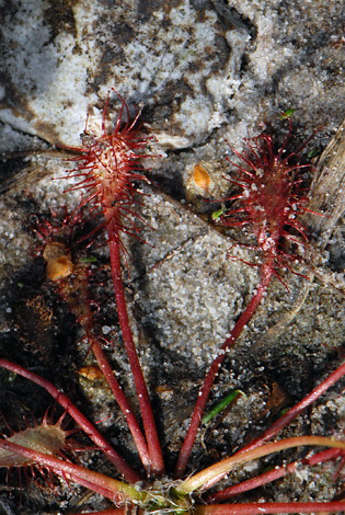 Drosera intermedia close