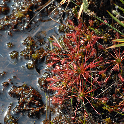 Drosera intermedia whole