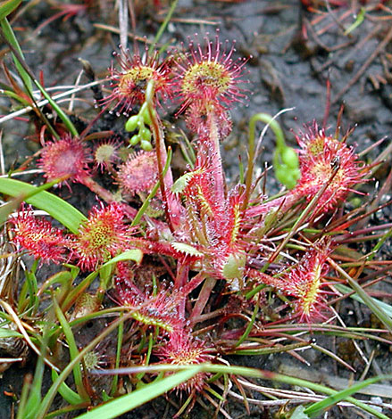 Drosera rotundifolia whole