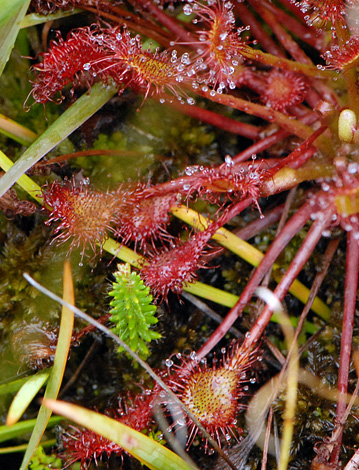 Drosera x belezeana close