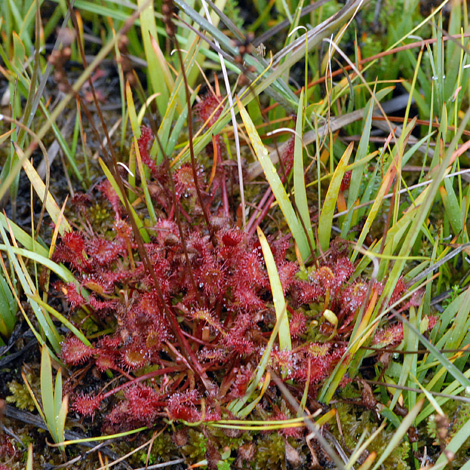 Drosera x belezeana whole