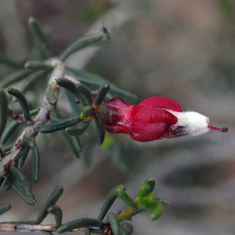 Drummondita hassellii var hassellii