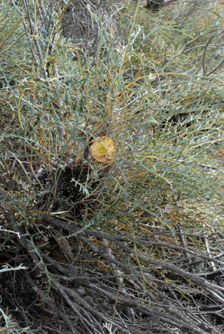 Dryandra ferruginea ssp obliquiloba whole