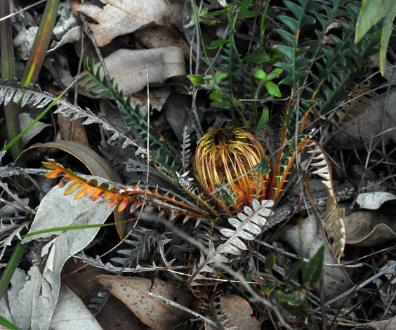 Dryandra (Banksia) lindleyana