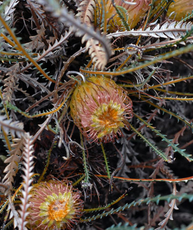 Dryandra (Banksia) nivea