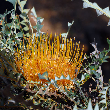 Banksia nobilis close