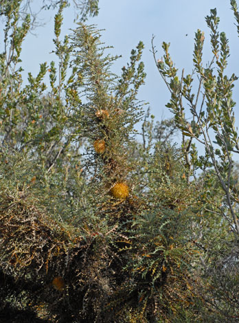 Banksia nobilis whole