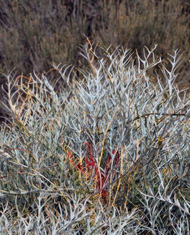 Dryandra (Banksia) shanklandiorum whole