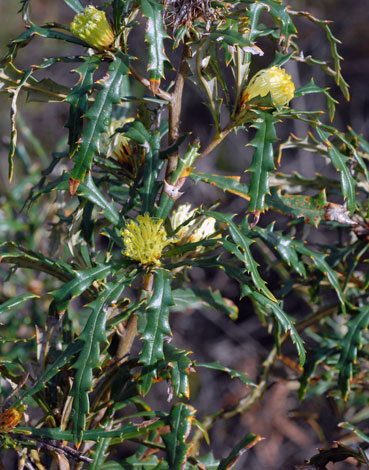 Banksia squarrosa whole