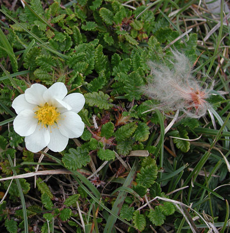 Dryas octopetala flowers and fruit