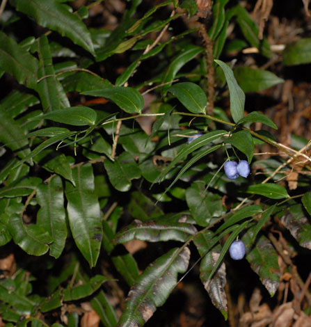 Drymophila cyanocarpa whole