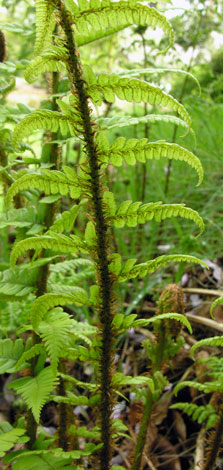 Dryopteris affinis frond