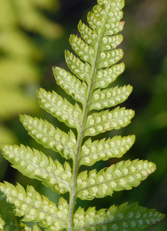 Dryopteris carthusiana sporangia