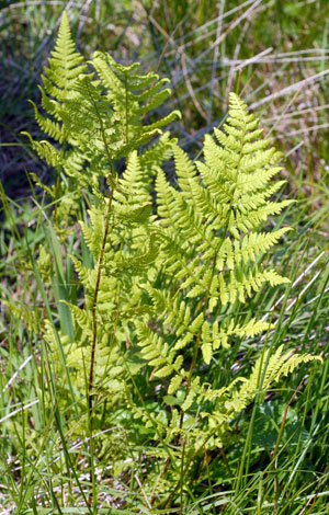 Dryopteris carthusiana