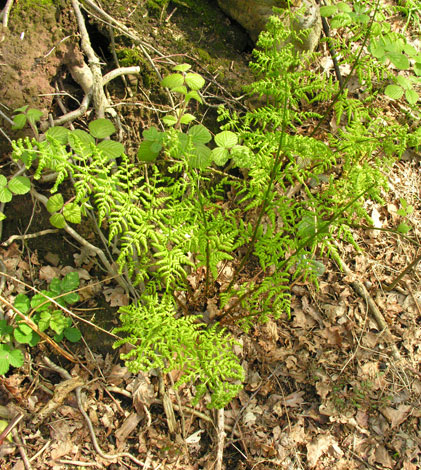 Dryopteris dilatata young plant