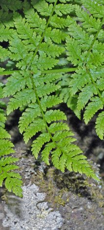 Dryopteris expansa close