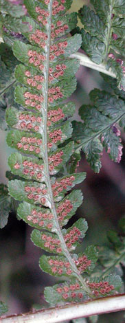 Dryoptersi filix-mas spores