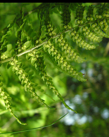 Dryopteris oreades spores
