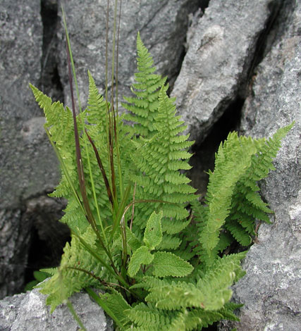 Dryopteris submontana