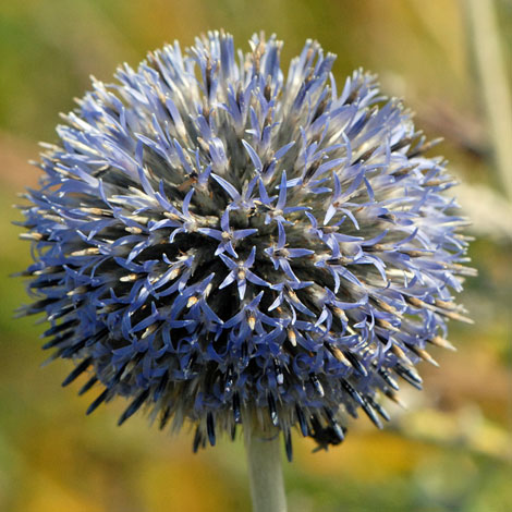 Echinops bannaticus flower