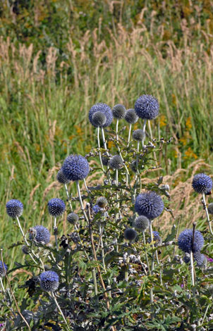 Echinops bannaticus whole