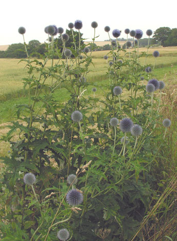 Echinops exulatatus